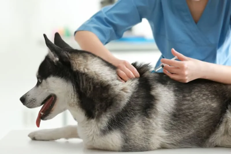 Can a vaccinated dog get rabies?