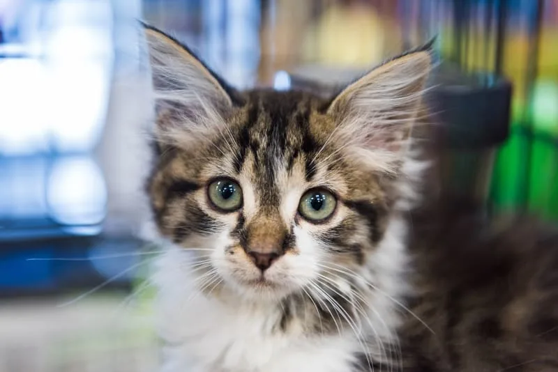What You Need to Know About Getting a Cat Fixed