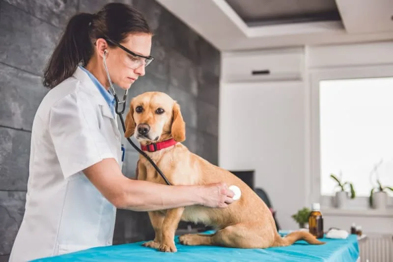 When to Visit an Emergency Vet