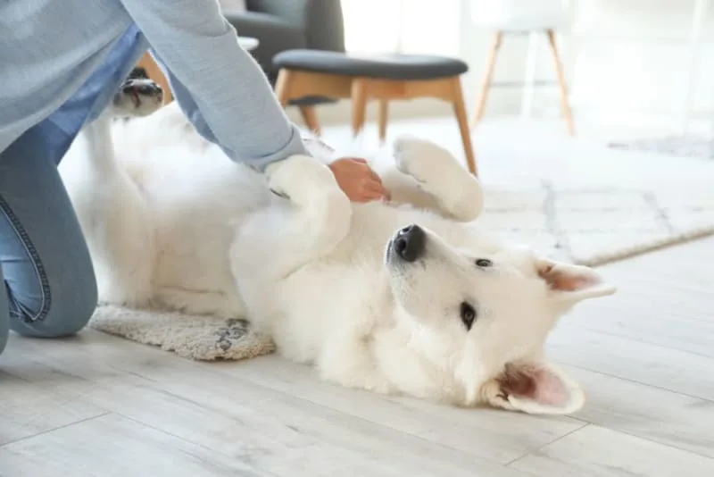 Pet First Aid Guide: How to Give Pets First Aid