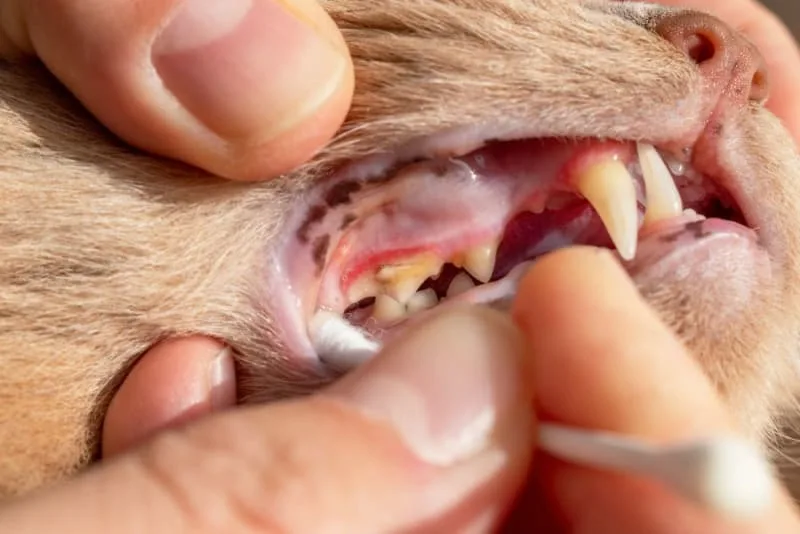 Tooth Resorption in Cats