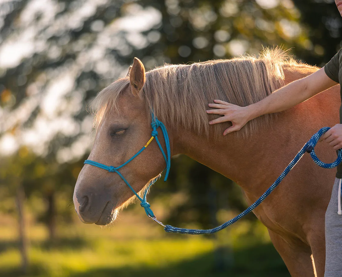horse in pasture with blue reign