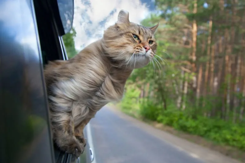 How To Travel With A Cat