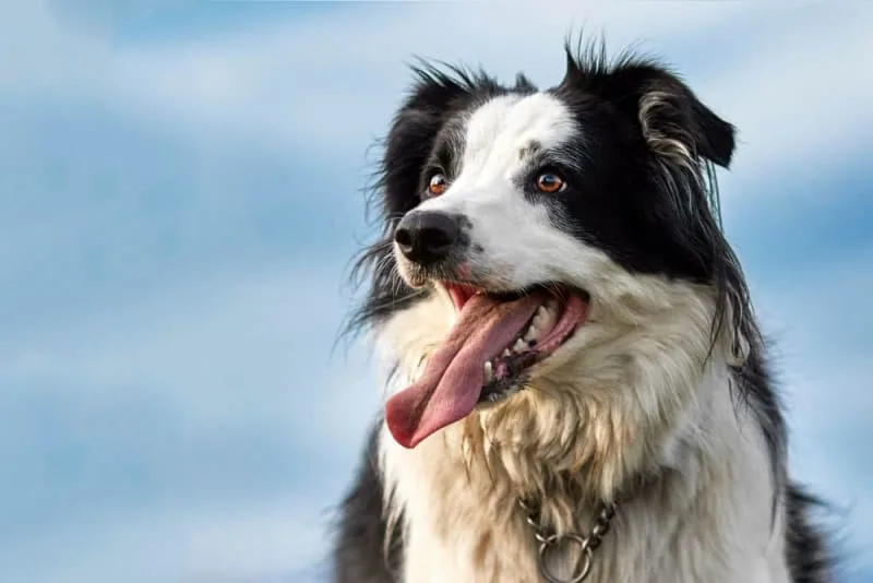 Routine Exams: Why Are Regular Vet Checkups Important?