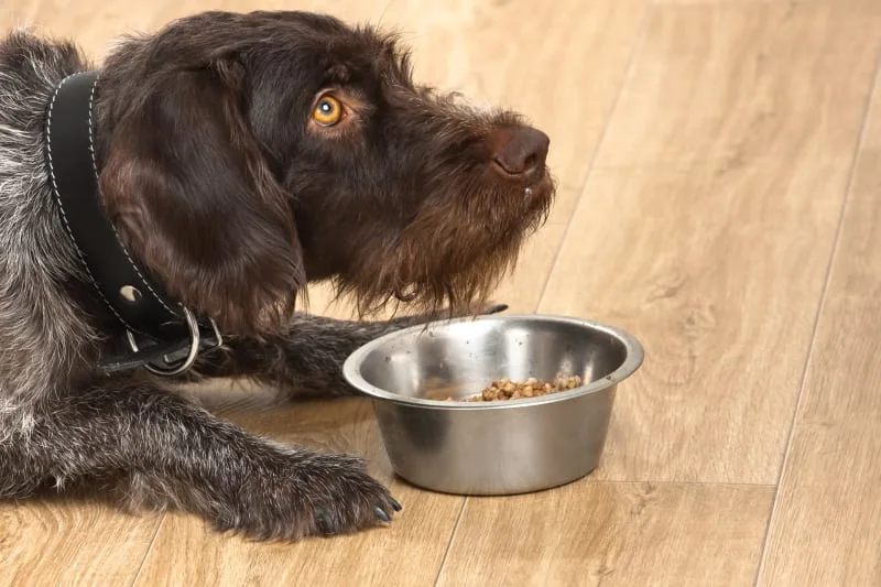 Best Food for Dogs With Allergies