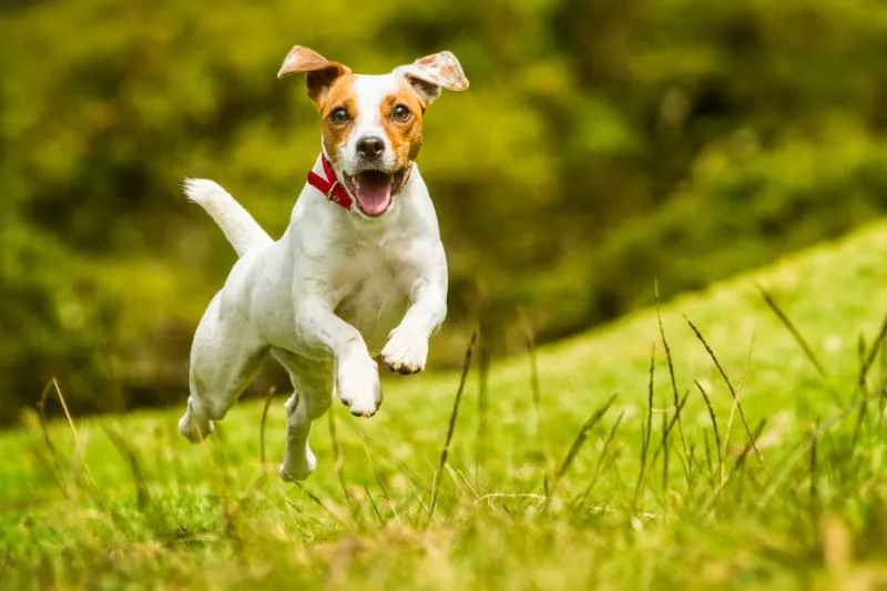 ACL Surgery for Dogs