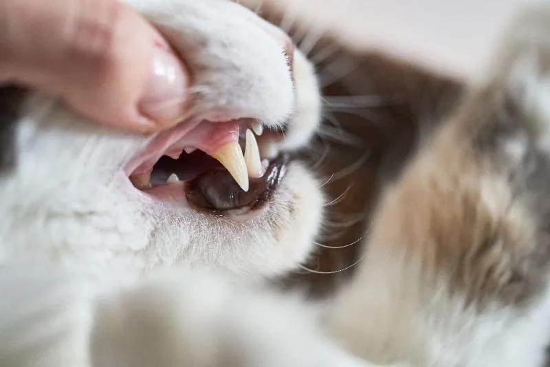 Feline Tooth Resorption: A Guide for Cat Owners