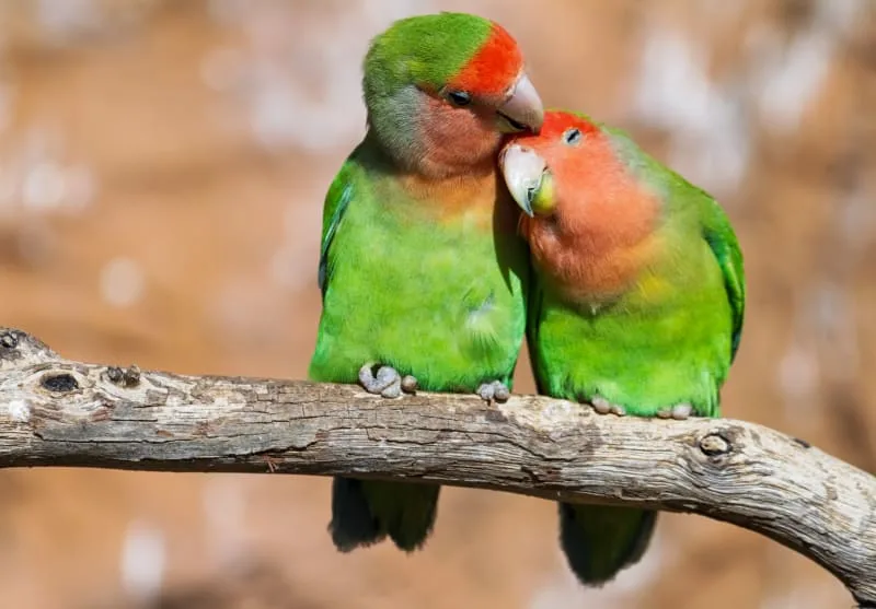 The 10 Best Types of Pet Birds