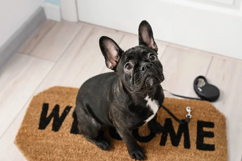 How to Help a Constipated Dog
