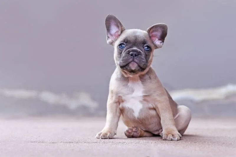 Tips for Leaving a Puppy at Home Alone for the First Time