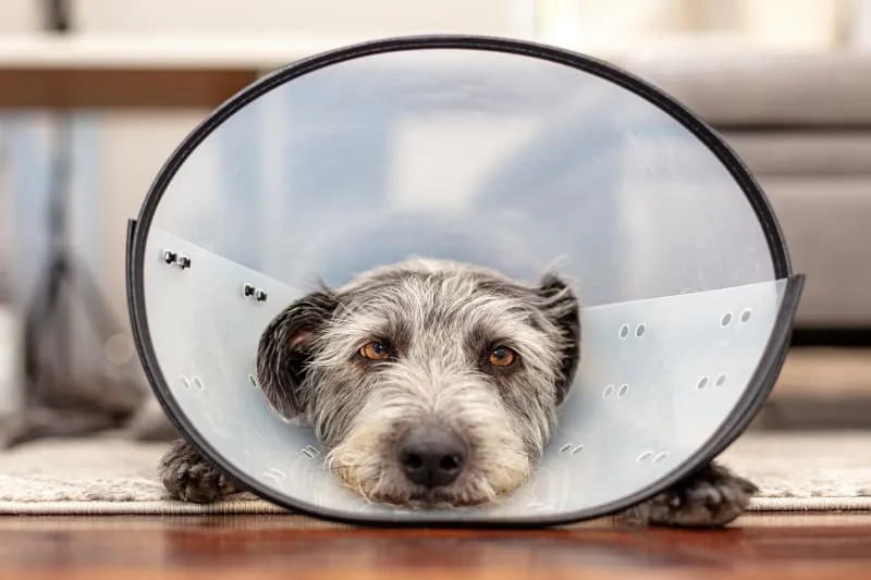 Caring for Your Dog After Surgery