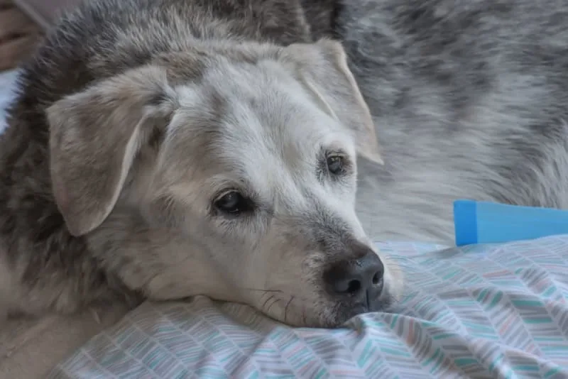 Lyme Disease in Dogs: Treatment & Cure