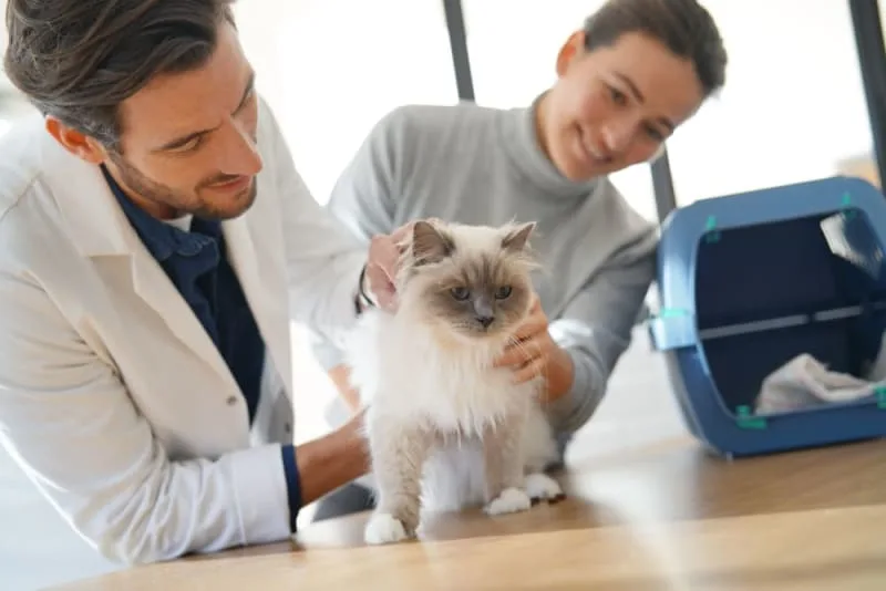How Often Do You Take a Cat to the Vet?