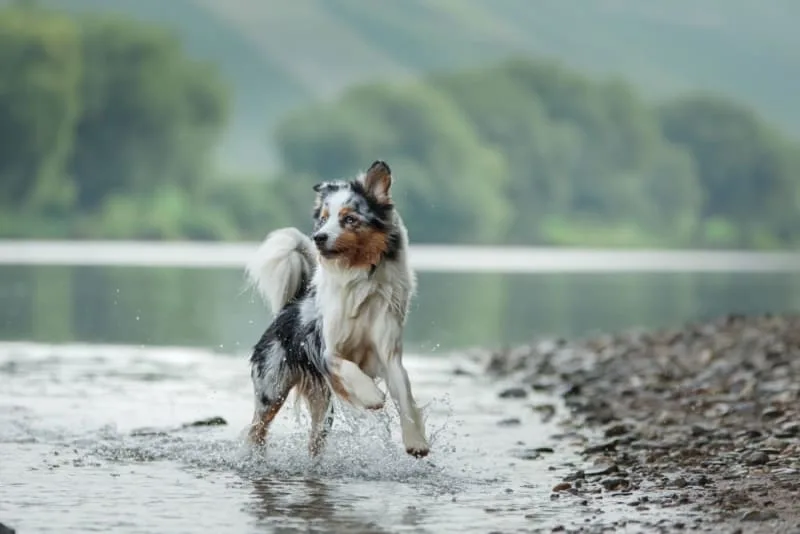 At-Home Dog Allergy Testing