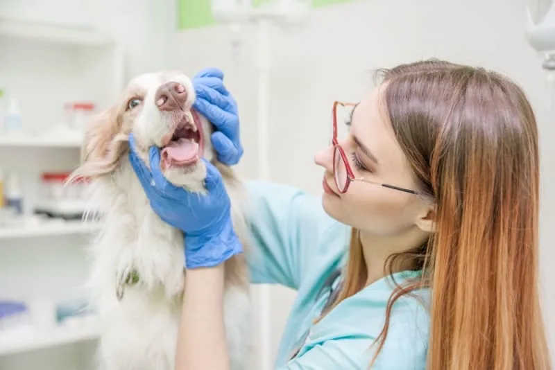 Fractured Teeth in Dogs: What it Is & What to Do