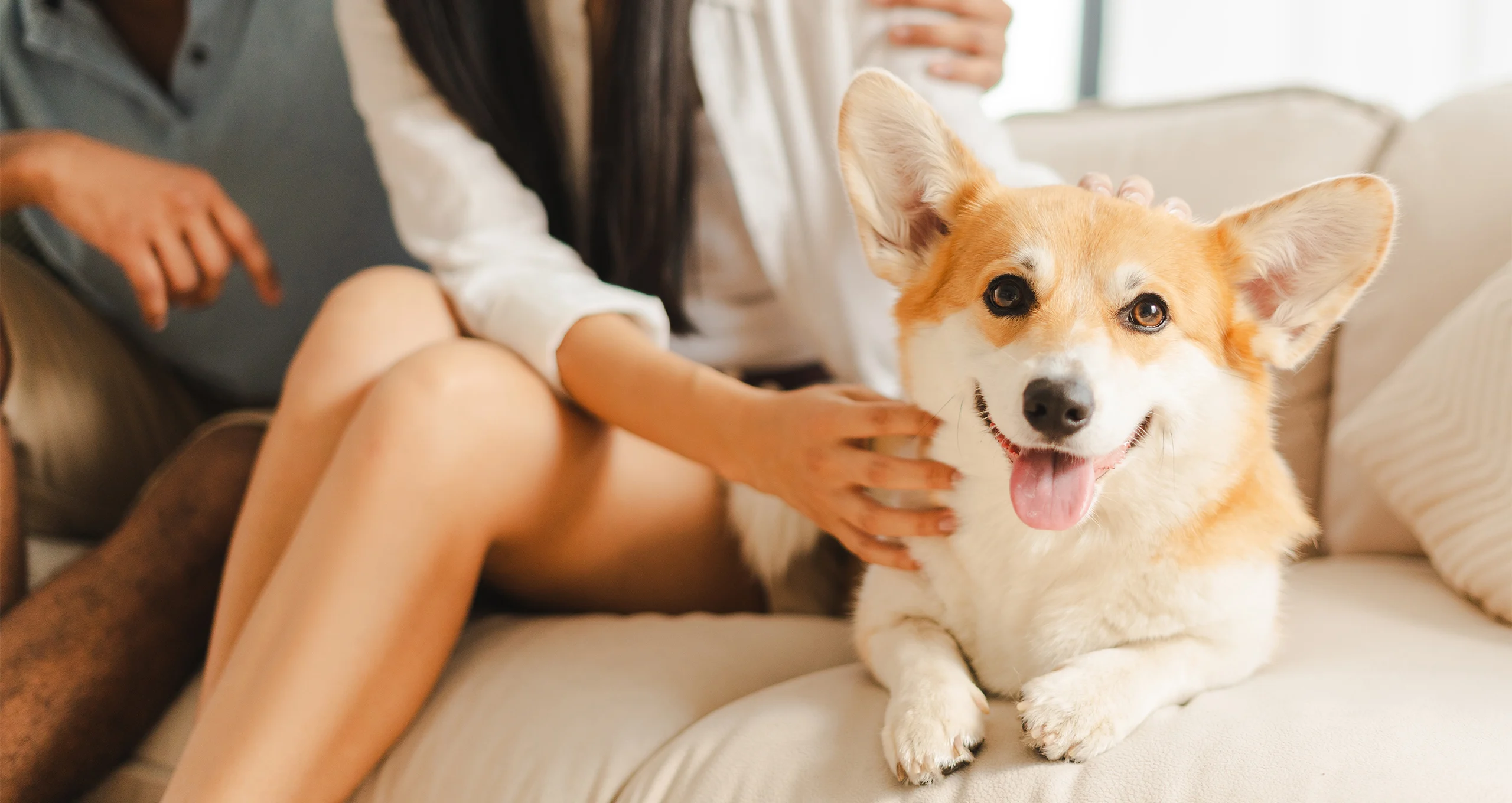 h corgi sitting on couch with woman hands on shoulder