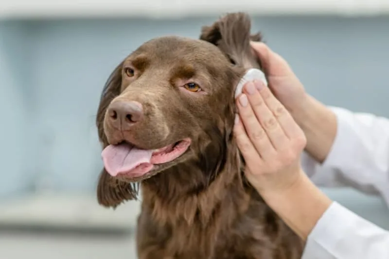 Dog Ear Bleeding: Causes & Treatment