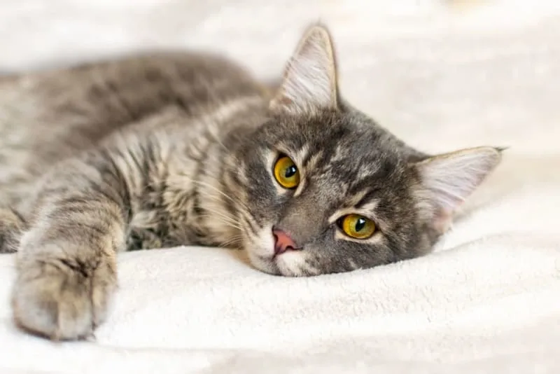 Signs of Pain in Cats & What Can Help