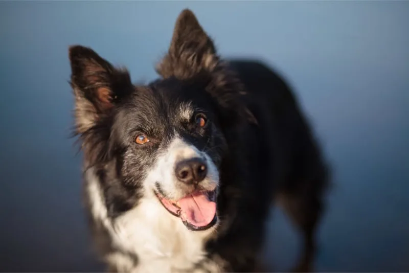 Rabies in Dogs