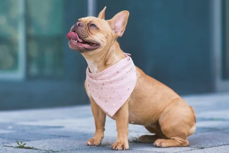 Labored Breathing in Dogs & Cats