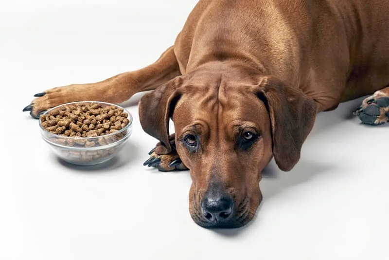 My Dog Won't Eat - What Should I Do?