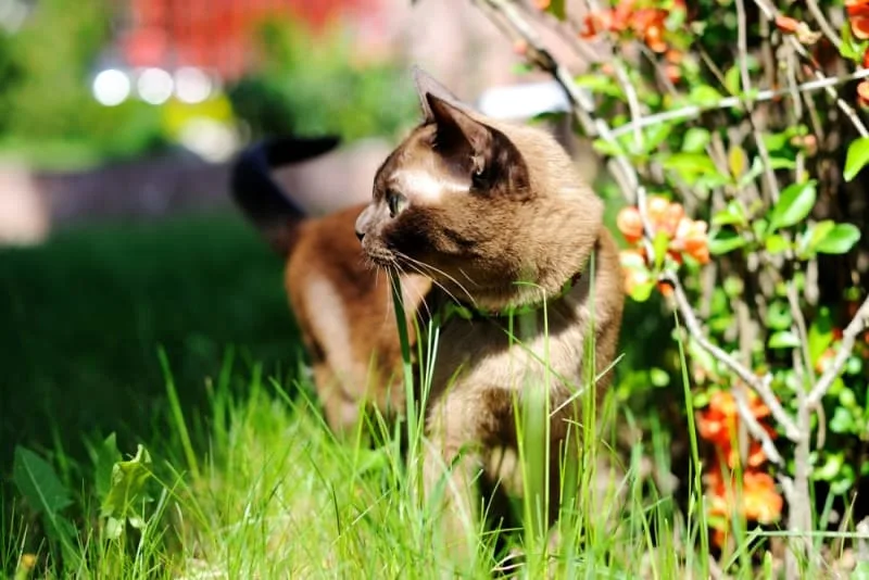 Cat Breeds That Live The Longest