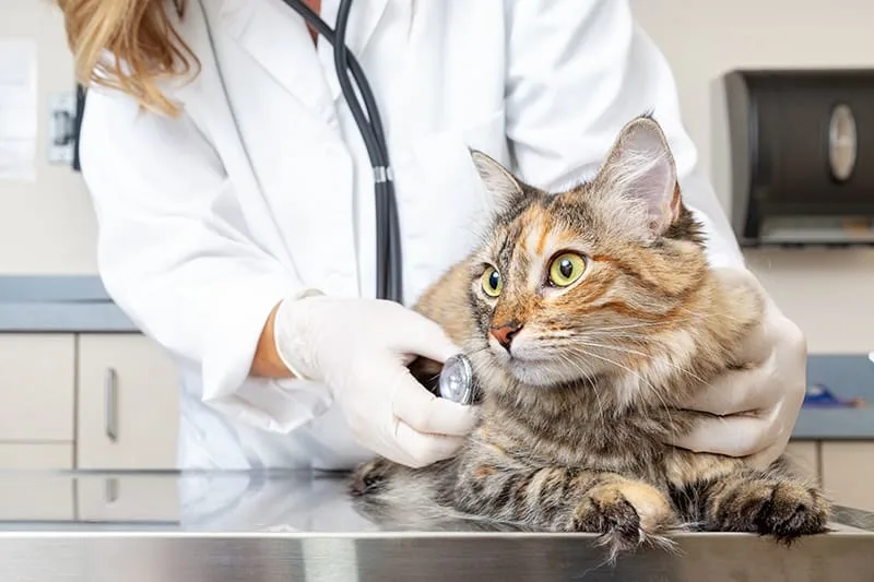 About Our AAFP Certified Animal Hospital