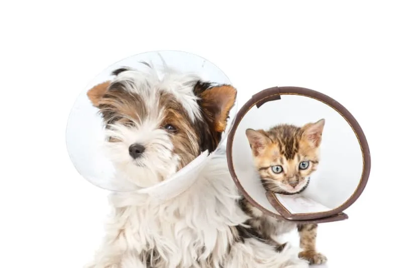 How To Care For Your Pet After Surgery