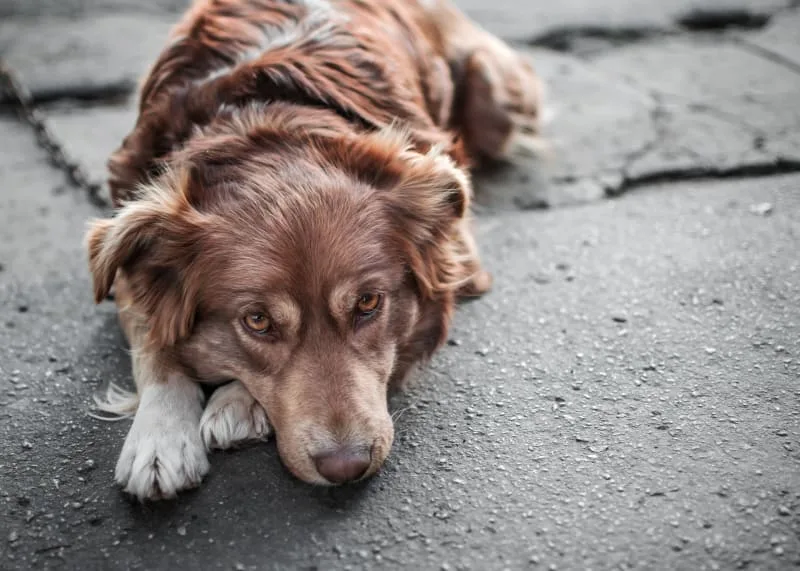 How To Treat Constipation In Dogs