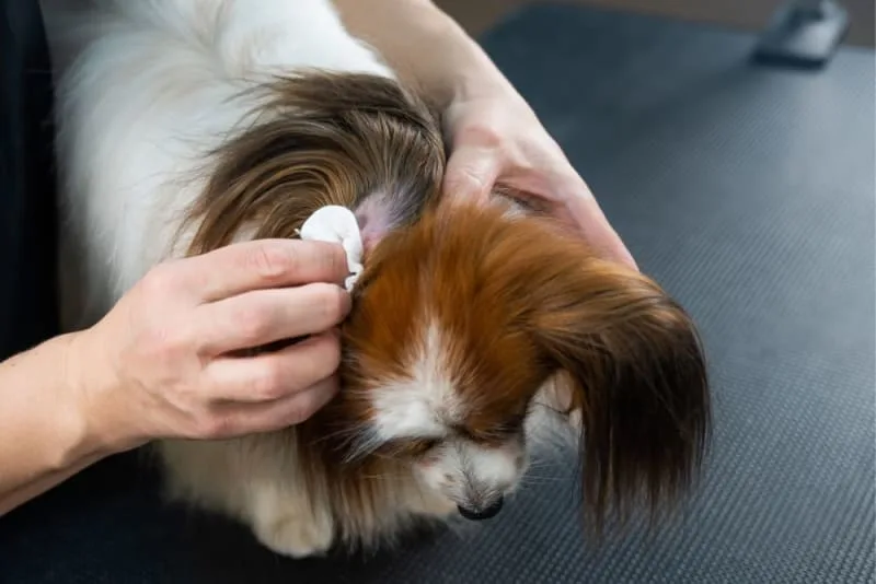Deep Ear Cleaning for Dogs