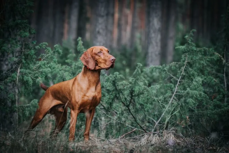 Dog Parvovirus