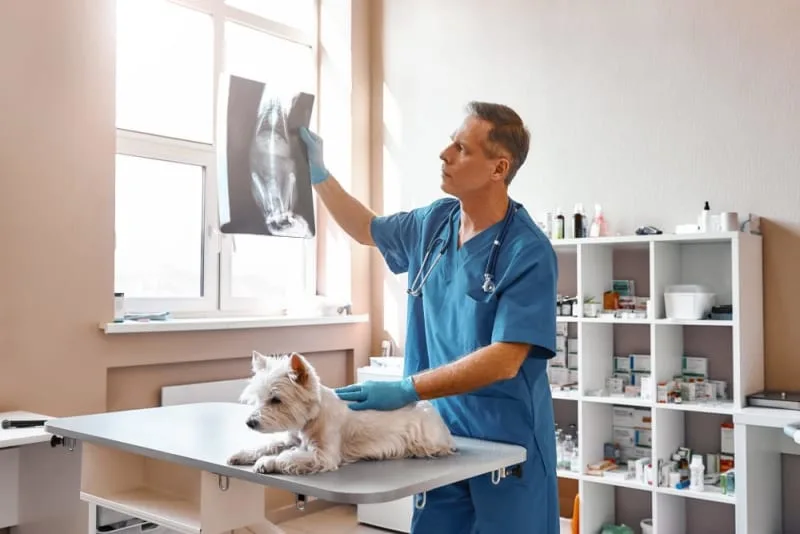 X-Rays for Dogs and Cats