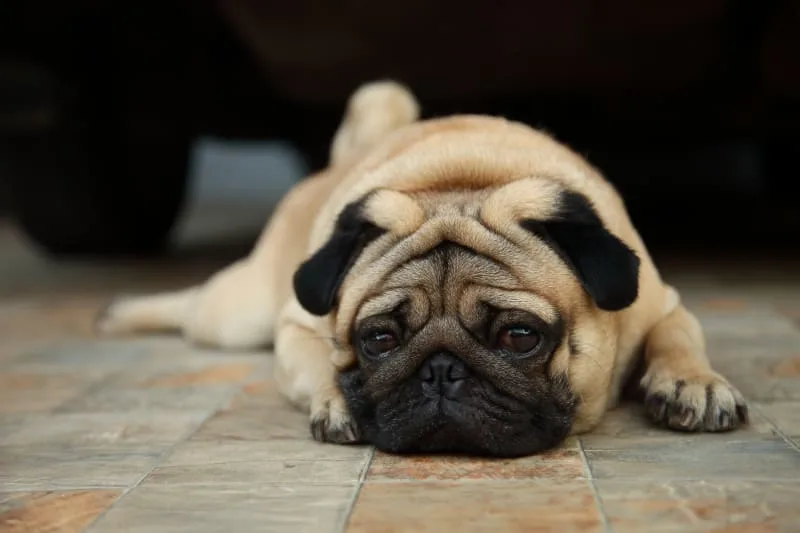 Why Is My Dog Vomiting?