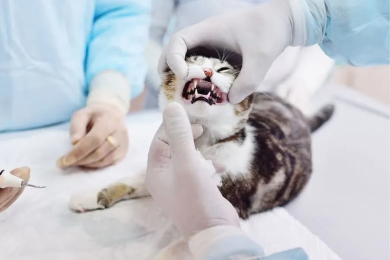 Tooth Resorption in Cats