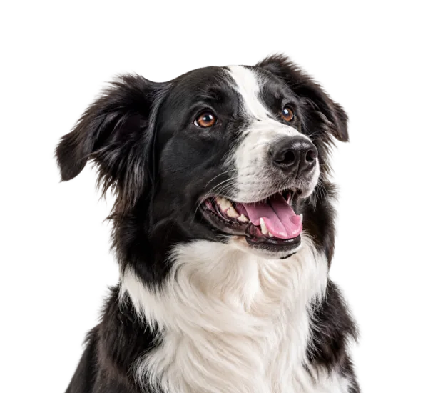 A black-and-white Border Collie with amber eyes, smiling and looking upward.