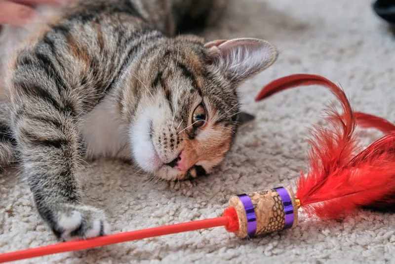 Cat Dental Surgery - Tooth Extractions