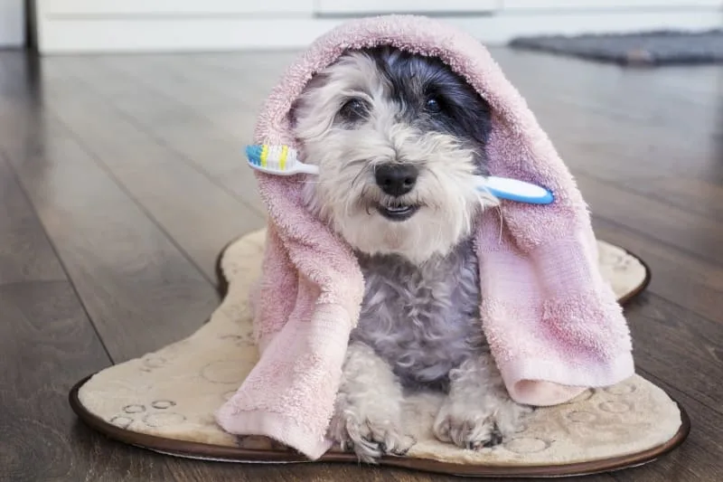 Do dogs need their teeth cleaned?