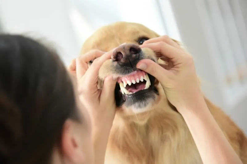How Many Teeth Do Dogs Have?