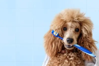 Dog Dental Care: How To Clean Your Dog's Teeth
