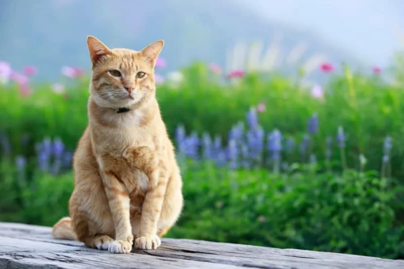 Bordetella in Cats: Symptoms & Treatment