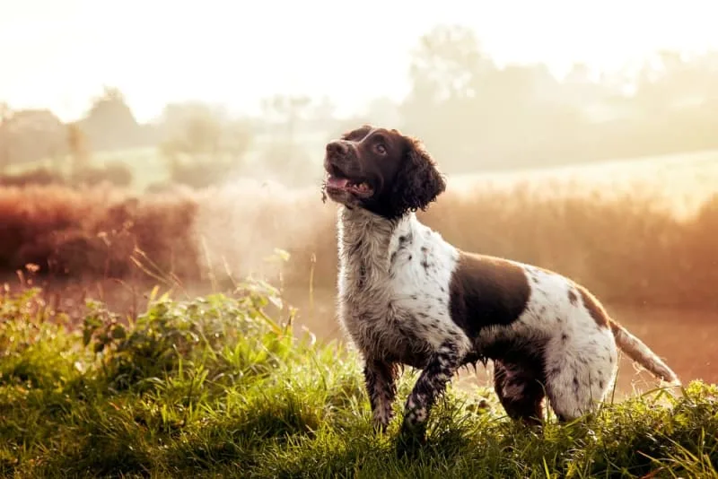 How to Tell if Your Dog Has Heat Stroke: Symptoms, Treatment & Prevention
