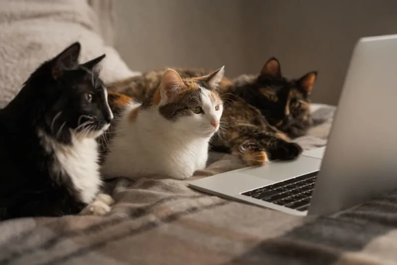 Does My Cat Need a Friend?