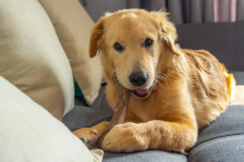 Best Foods for a Dog's Dental Health