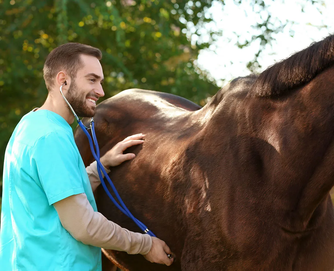 male tech with stethoscope on horse abdomen