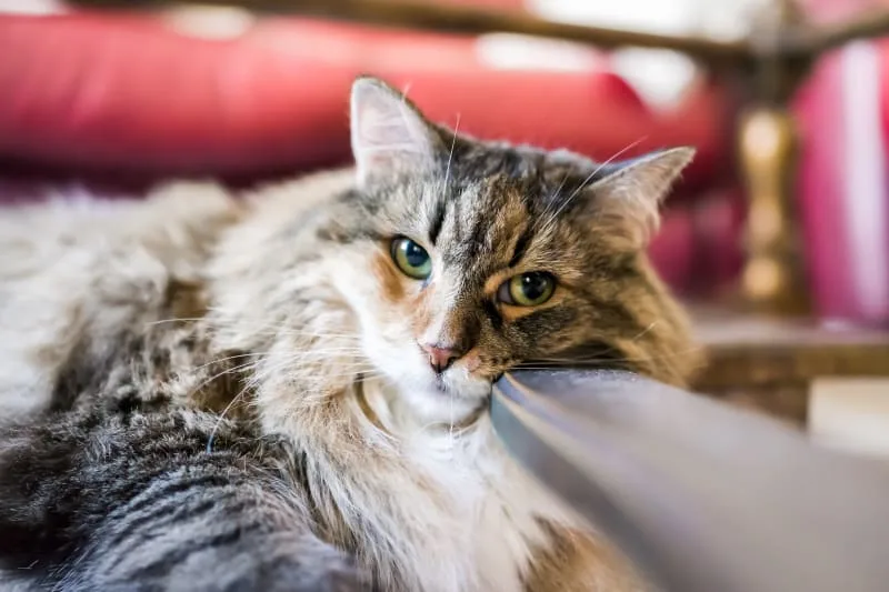 Why Is My Cat Breathing Heavy?