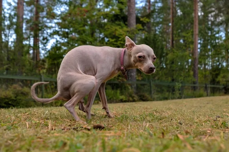 Constipation in Dogs: How to Help & When to Seek Urgent Care