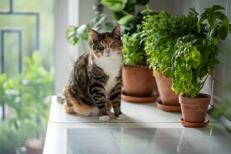 How Long Can You Leave a Cat Alone?