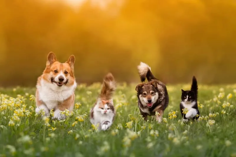 Diagnostic Imaging for Your Dog or Cat