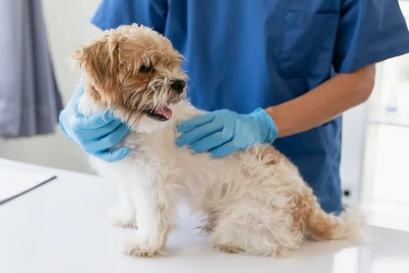 Bordetella in Dogs