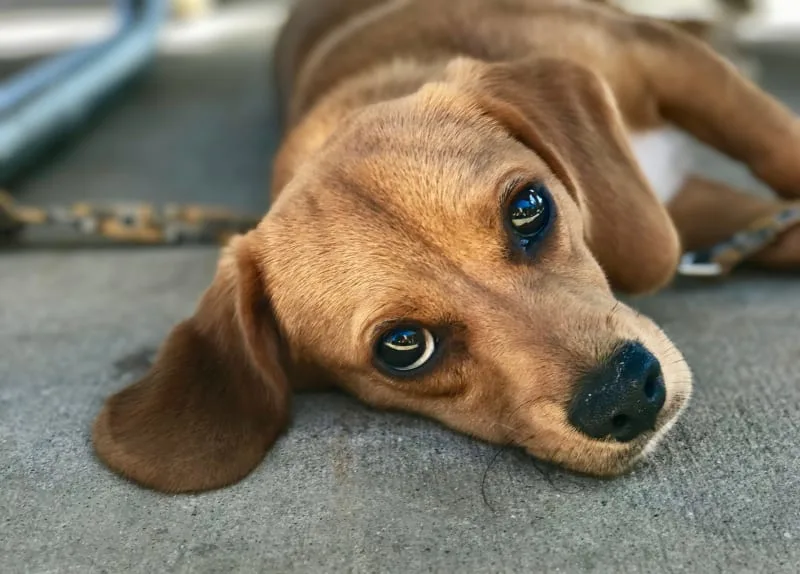 Does My Dog Have Worms